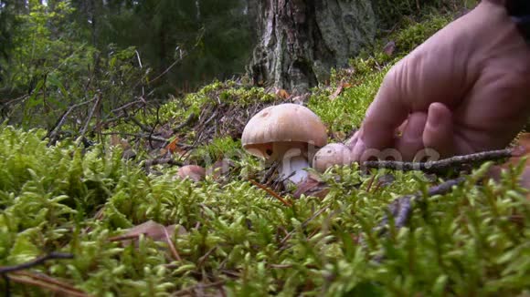 去采蘑菇视频的预览图