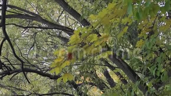 初秋阴天公园里的湖视频的预览图