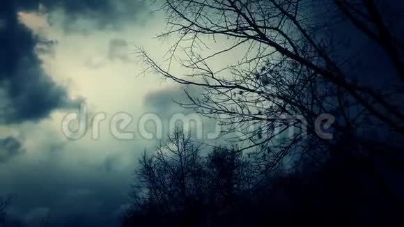 无叶的树木在风中剪影和吹拂视频的预览图