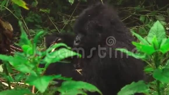 山地大猩猩在森林中以特写的方式觅食视频的预览图
