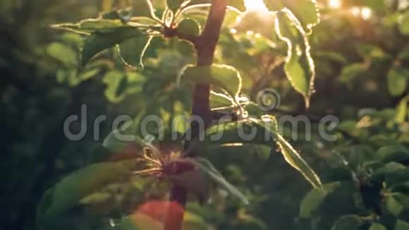 白色花朵的苹果树特写视频的预览图