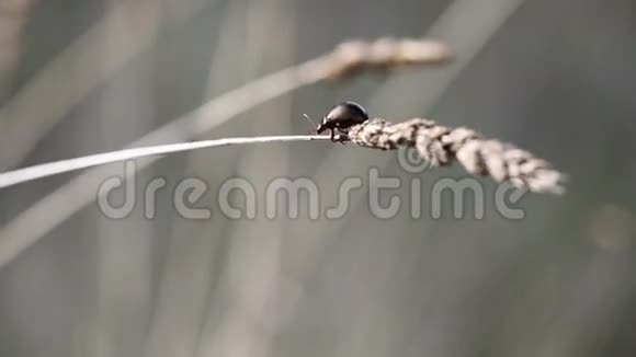 小黑甲虫自然界干燥植物上的呼吸暂停视频的预览图