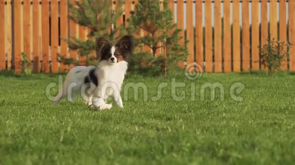 帕皮龙大陆玩具斯皮尔小狗走在绿色草坪股票视频视频的预览图