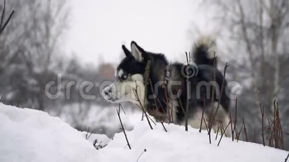 狗西伯利亚哈士奇冬季背景慢动作视频的预览图