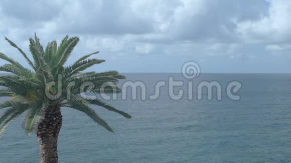 棕榈树海云背景视频的预览图