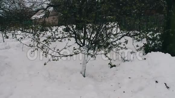 春天暴风雪的后果一棵新开绿叶的小苹果树立在雪地里气候宜人视频的预览图