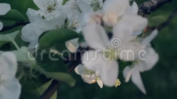 白色花朵的苹果树特写视频的预览图