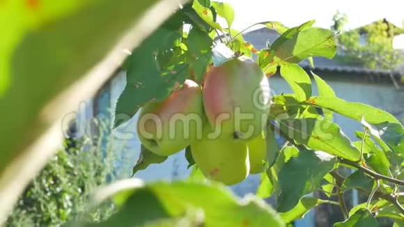 烂苹果挂在花园的树枝上视频的预览图