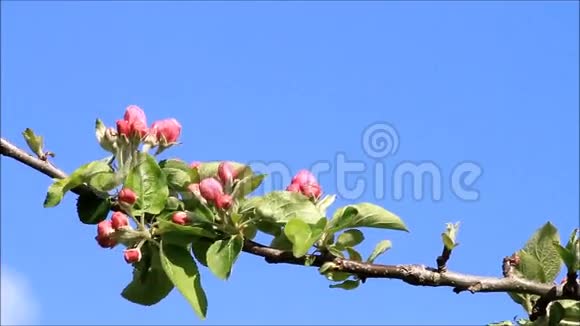 苹果在树上开花视频的预览图