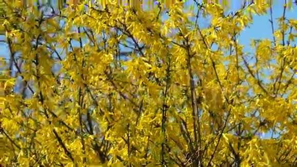 有黄色花朵的树黄花明媚的春天视频的预览图