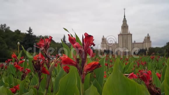 莫斯科国立大学的主楼在南部入口前的美人蕉花序茂盛俄罗斯视频的预览图