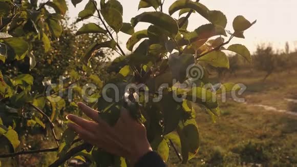 慢动作细节女性手触摸苹果树叶子视频的预览图