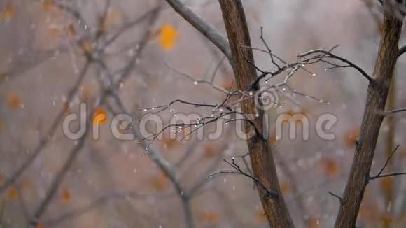 沉闷的深秋景象白雪秃秃的树视频的预览图