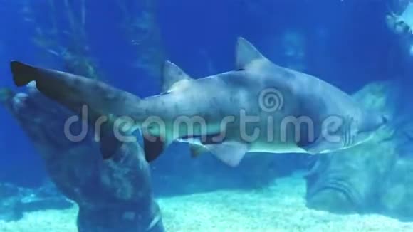 珊瑚鲨和其他海洋鱼类视频的预览图