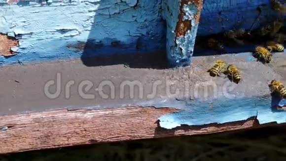 蜜蜂飞到蜂箱里然后离开它视频的预览图