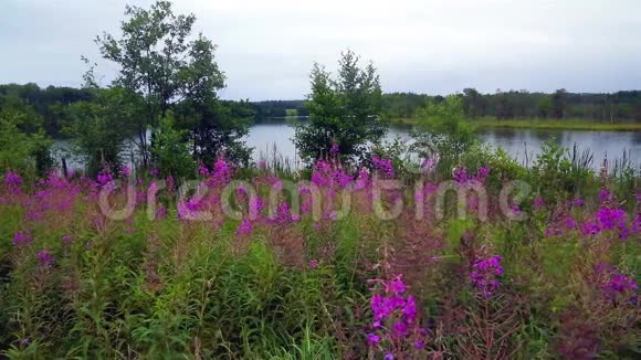 透过鲜花观赏湖水视频的预览图