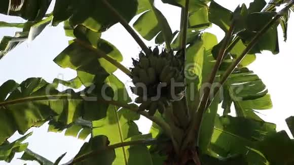 摇摆的香蕉叶和绿色的香蕉簇视频的预览图