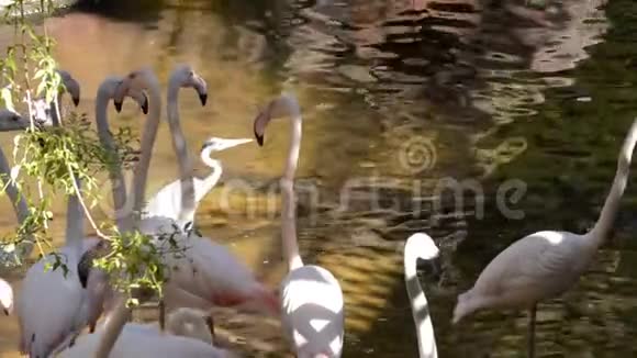 湖岸的火烈鸟蔷薇翅目视频的预览图