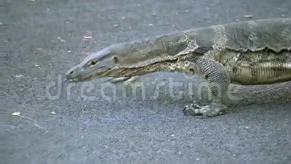 危险的蜥蜴捕食者野生条纹瓦兰瓦兰纳斯救助器在国家公园的路上视频的预览图