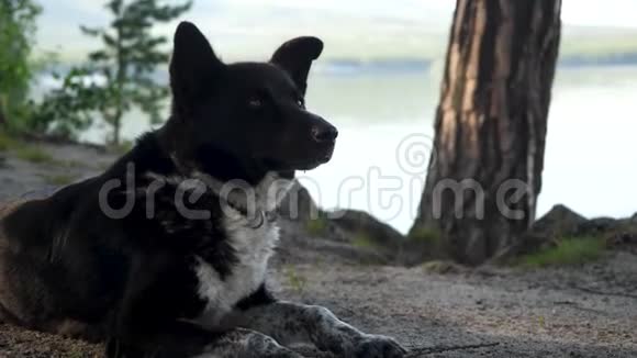 黑狗看着水溅在岸上黑狗躺在岸上或坐在岸上视频的预览图