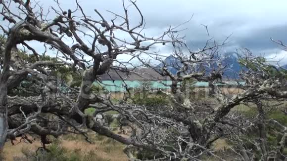 南极洲海洋海岸树木和植物背景的雪山视频的预览图