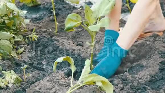 戴着蓝手套的雌性手用根种茄子视频的预览图