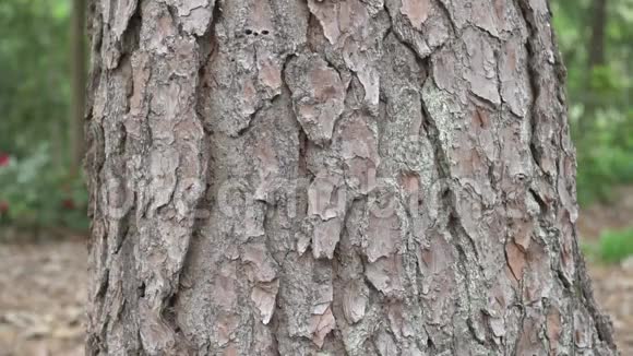 树树干纹理松树视频的预览图