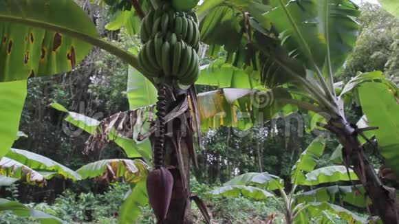 香蕉植物果实开花视频的预览图