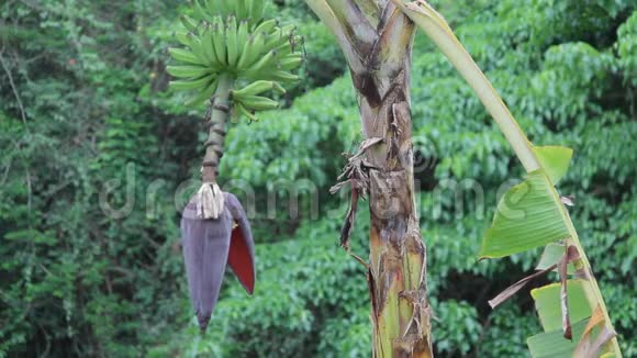 香蕉植物果实开花视频的预览图
