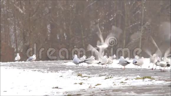 雪中的海鸥飞走了视频的预览图