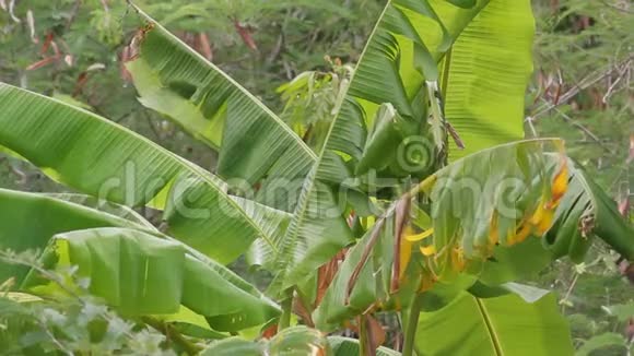 香蕉植物在安提瓜森林中视频的预览图