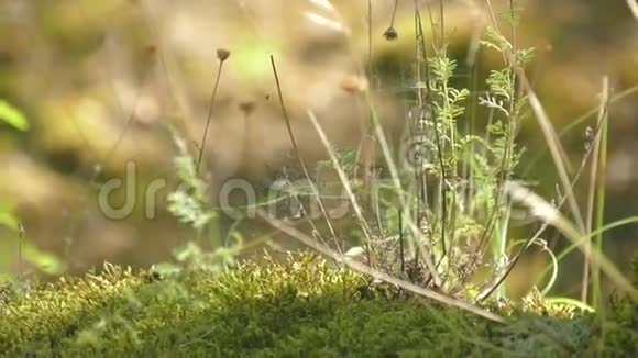 阳光下的小植物视频的预览图