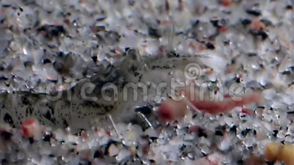虾们抢着战利品觅食并在白海的海底蒙面视频的预览图