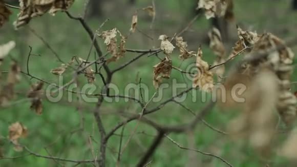 树枝上的干叶视频的预览图