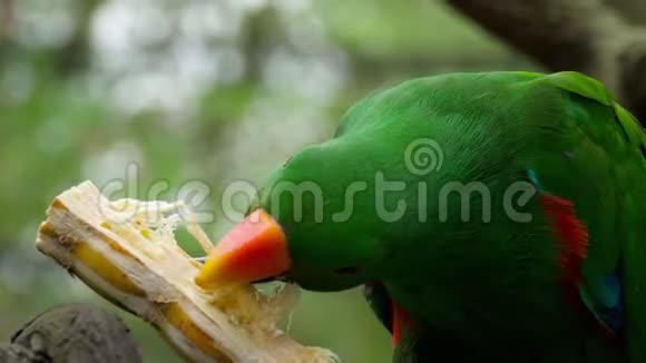 鸭嘴鹦鹉吃甘蔗视频的预览图