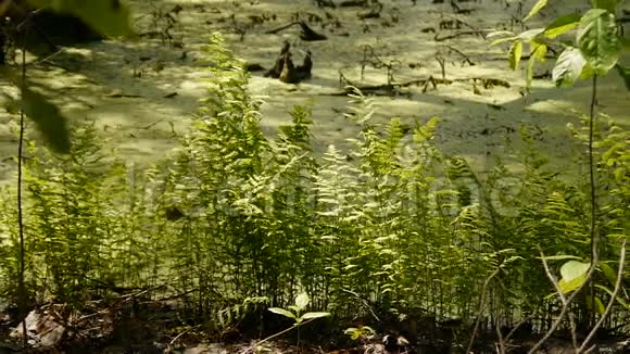 生长在森林沼泽中的蕨类植物视频的预览图