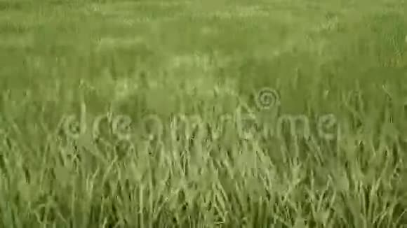 多风的一天稻田视频的预览图