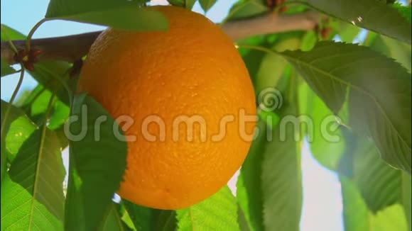 阳光透过橘子的树枝视频的预览图