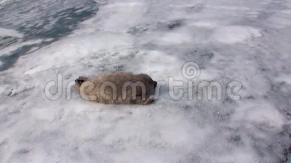 俄罗斯贝加尔湖冰面上的白色新生海豹向那人爬行视频的预览图