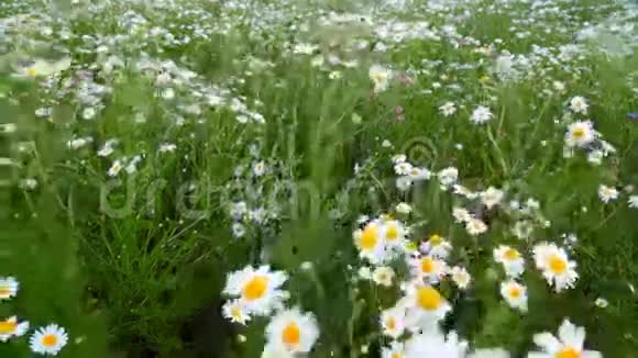 在风中移动的田野里的雏菊视频的预览图