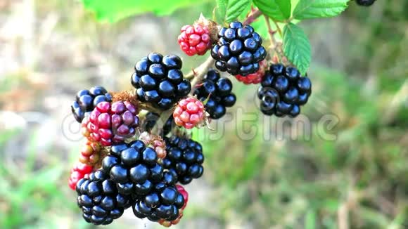 红色和黑色黑莓阳光下的黑莓灌木上的黑莓草地上树枝上的黑莓视频的预览图