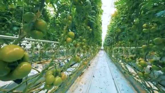 有番茄植物的大温室视频的预览图