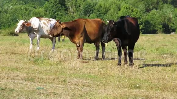 牧场上有三头牛三头棕色奶牛奶牛在草地上放牧视频的预览图