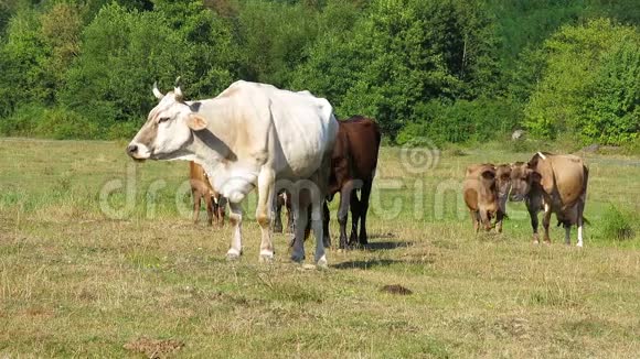 牧场上的牛在草地上放牧不同颜色的奶牛牧场上的奶牛几头牛在草地上吃草视频的预览图