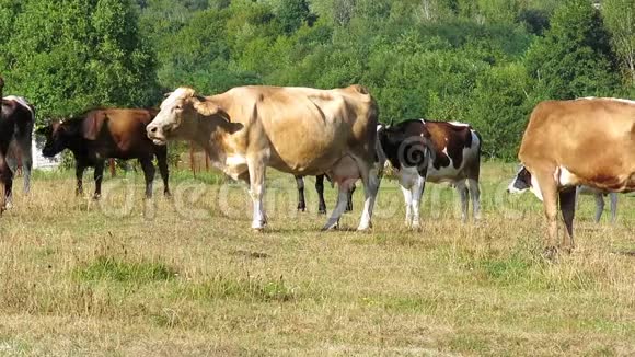 奶牛在牧场放牧在森林附近的一片草地上牛群牛嚼草奶牛站在摄像机旁边视频的预览图