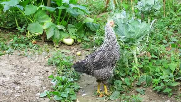 蔬菜园里的一种鸡颈卷心菜免费鸡夏天花园里的一只鸡视频的预览图