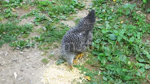 菜园里的灰鸡斑点母鸡啄食从地面母鸡在草地上啄食饲料视频的预览图