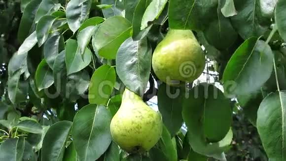 枝上的梨梨在树上花园里的梨叶子里的梨阳光下美味的梨视频的预览图