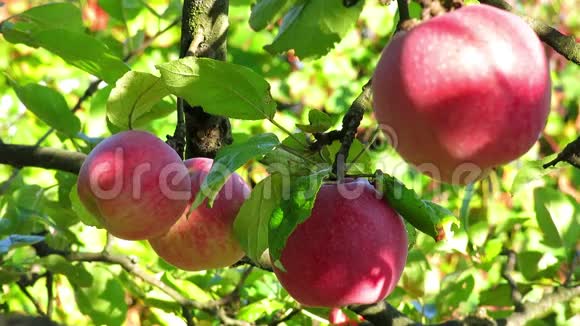 苹果在树上树枝上有苹果太阳里的红苹果树枝上有四个苹果近距离观看苹果水果视频的预览图