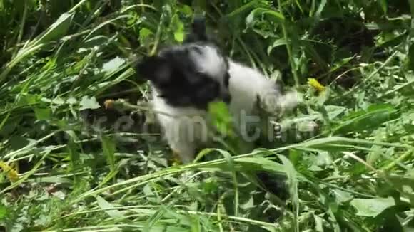 美丽有趣的吉娃娃小狗玩绿色草坪股票录像视频的预览图